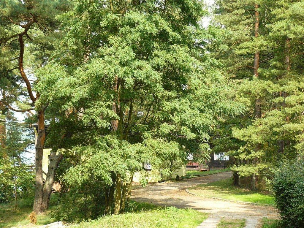 Ow Mikomania Charzykowy Exterior foto
